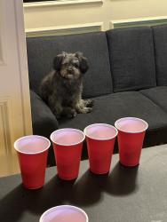 Lost Male Dog last seen apple valley dr, Garland, TX 75043