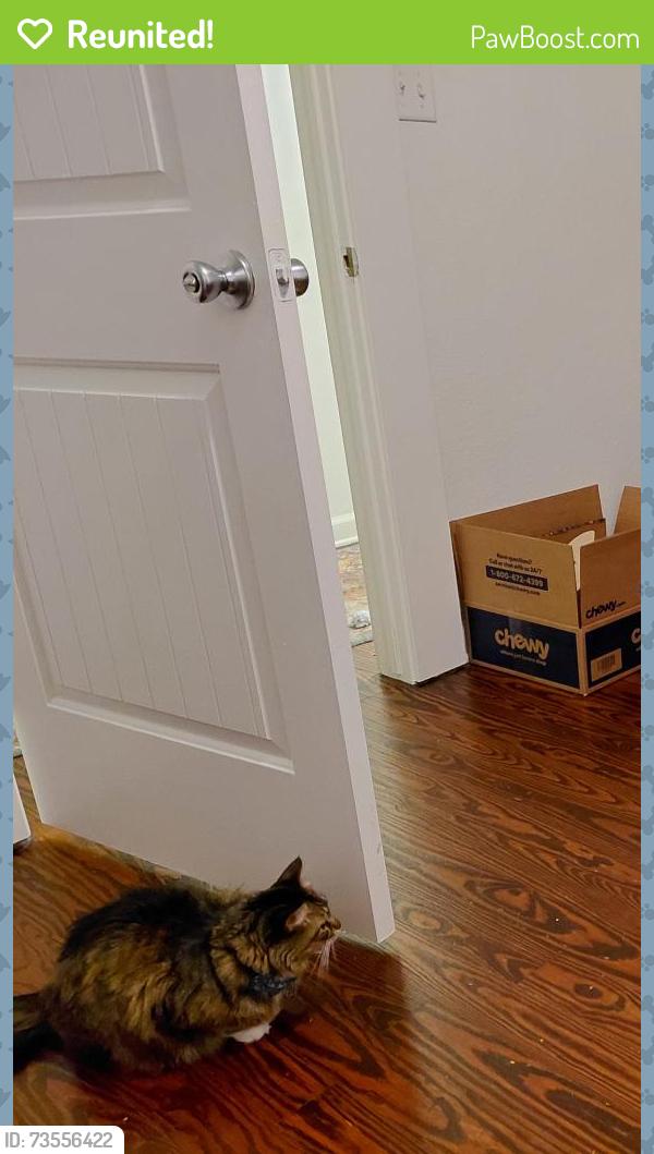 Reunited Female Cat last seen Near west heard street, McKinney, TX 75069