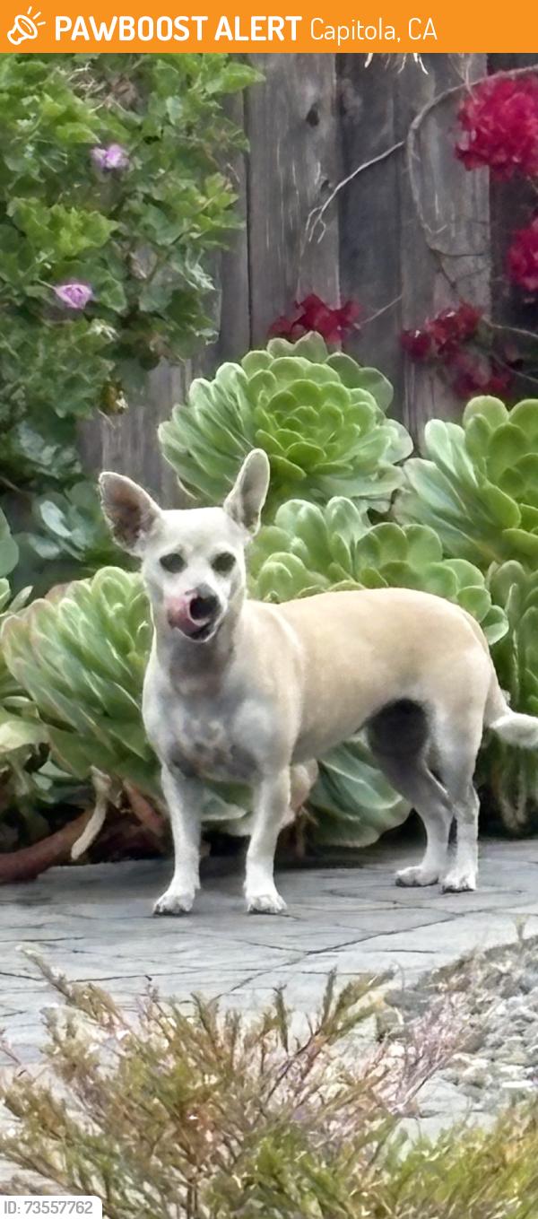 Found/Stray Female Dog last seen Washburn Ave, Capitola, CA 95010