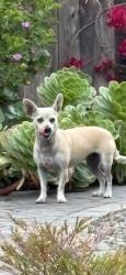Found/Stray Female Dog last seen Washburn Ave, Capitola, CA 95010