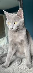 Lost Male Cat last seen Lydia crt and Downey Drive Bolton Ontario., Caledon, ON 