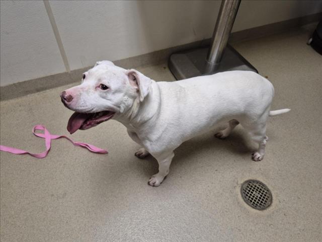 Shelter Stray Female Dog last seen , 1601 Eubanks Rd, Chapel Hill, NC 27516, USA