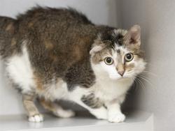 Shelter Stray Female Cat last seen 84TH AVE AND ASTER DR, 5501 E Van Buren St, Phoenix, AZ 85008, USA