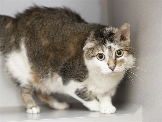 Shelter Stray Female Cat last seen 84TH AVE AND ASTER DR, 5501 E Van Buren St, Phoenix, AZ 85008, USA