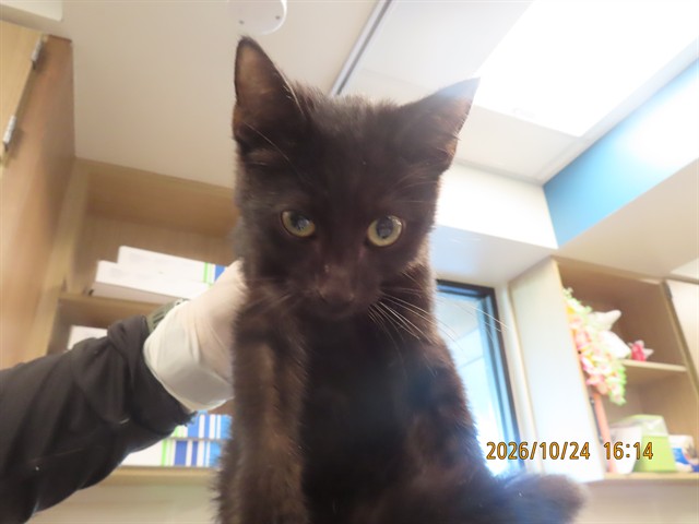 Shelter Stray Male Cat last seen Near BLOCK W LATHAM ST, 5501 E Van Buren St, Phoenix, AZ 85008, USA