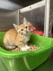 Shelter Stray Unknown Cat last seen Near BLOCK S MOSHIER LN, 4522 W 3500 S, West Valley City, UT 84120, USA
