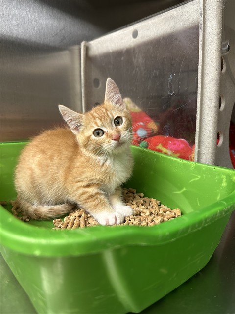 Shelter Stray Unknown Cat last seen Near BLOCK S MOSHIER LN, 4522 W 3500 S, West Valley City, UT 84120, USA