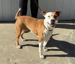 Shelter Stray Female Dog last seen Near BLOCK DE MEL AVE, 3528 Newburg Rd, Louisville, KY 40218, USA