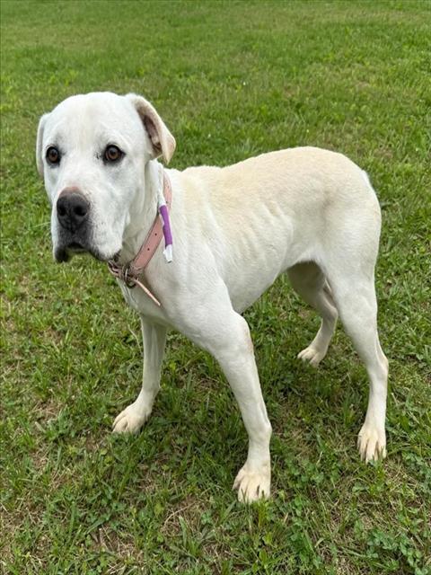 Shelter Stray Female Dog last seen , 38550 Sierra Hwy, Palmdale, CA 93550, USA
