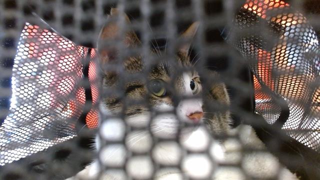 Shelter Stray Female Cat last seen Near BLOCK PRICE LANE, 3528 Newburg Rd, Louisville, KY 40218, USA