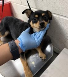 Shelter Stray Male Dog last seen ALISO/JUNIPER, 333 Chandler Pl, San Bernardino, CA 92408, USA