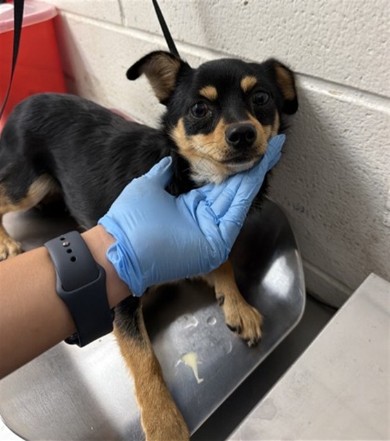 Shelter Stray Male Dog last seen ALISO/JUNIPER, 333 Chandler Pl, San Bernardino, CA 92408, USA
