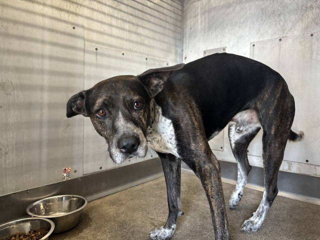 Shelter Stray Male Dog last seen WATERMAN X 210 FWY, 333 Chandler Pl, San Bernardino, CA 92408, USA