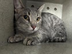 Shelter Stray Male Cat last seen Near BLOCK PLAZA WAY, PERRIS, CA, 227 N D St, Perris, CA 92570, USA