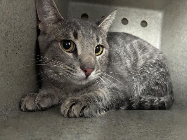 Shelter Stray Male Cat last seen Near BLOCK PLAZA WAY, PERRIS, CA, 227 N D St, Perris, CA 92570, USA