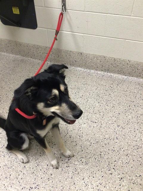 Shelter Stray Male Dog last seen Near BLOCK COLORADO BLVD E104, 12155 Park Blvd, Brighton, CO 80601, USA