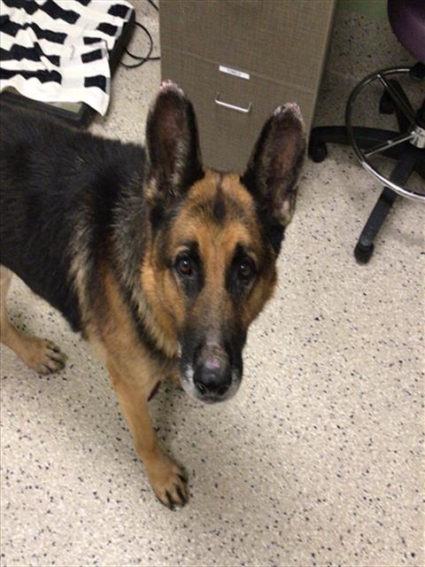 Shelter Stray Male Dog last seen 52ND AND SHERIDAN, 12155 Park Blvd, Brighton, CO 80601, USA