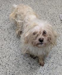 Shelter Stray Male Dog last seen Near BLOCK KENTUCKY ST, DETROIT MI 48238, 1431 E Ferry St, Detroit, MI 48211, USA