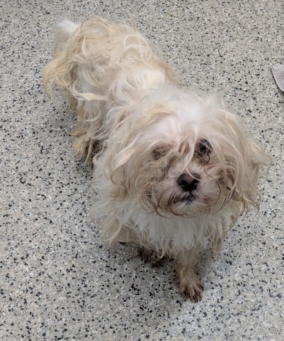 Shelter Stray Male Dog last seen Near BLOCK KENTUCKY ST, DETROIT MI 48238, 1431 E Ferry St, Detroit, MI 48211, USA