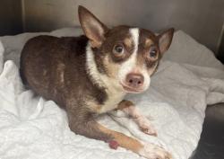 Shelter Stray Female Dog last seen Near BLOCK LODEWYCK ST, DETROIT MI 48224, 1431 E Ferry St, Detroit, MI 48211, USA
