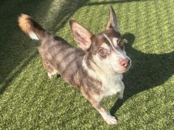 Shelter Stray Male Dog last seen Near BLOCK LODEWYCK ST, DETROIT MI 48224, 1431 E Ferry St, Detroit, MI 48211, USA