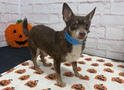 Shelter Stray Male Dog last seen Near BLOCK LODEWYCK ST, DETROIT MI 48224, 1431 E Ferry St, Detroit, MI 48211, USA