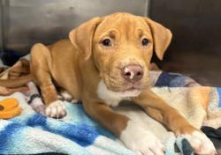 Shelter Stray Male Dog last seen Near BLOCK GLENDALE DETROIT MI ,48238, 1431 E Ferry St, Detroit, MI 48211, USA