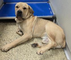 Shelter Stray Male Dog last seen Near BLOCK FENKELL ST, DETROIT MI 48223, 1431 E Ferry St, Detroit, MI 48211, USA