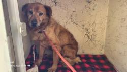 Shelter Stray Female Dog last seen Near BLOCK CLARK ST, DETROIT, MI 48209, 1431 E Ferry St, Detroit, MI 48211, USA