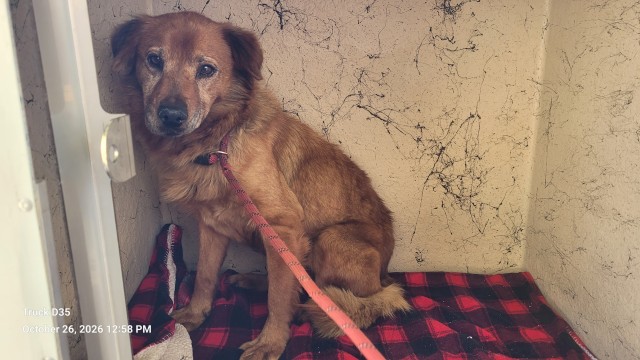 Shelter Stray Female Dog last seen Near BLOCK CLARK ST, DETROIT, MI 48209, 1431 E Ferry St, Detroit, MI 48211, USA