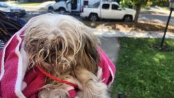 Shelter Stray Male Dog last seen Near BLOCK LONDON AVE, DETROIT, MI 48221, 1431 E Ferry St, Detroit, MI 48211, USA