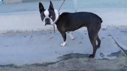 Shelter Stray Female Dog last seen , 4275 Elton St, Baldwin Park, CA 91706, USA