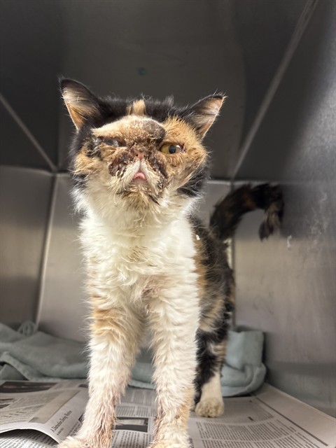 Shelter Stray Female Cat last seen Near BLOCK GARDNER AVE, RIVERSIDE CA, 6851 Van Buren Boulevard, Jurupa Valley, CA 92509, USA