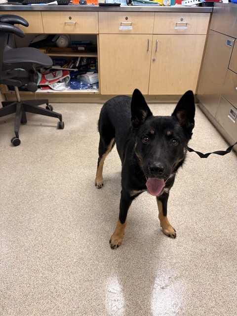 Shelter Stray Male Dog last seen Near BLOCK VAN BUREN BLVD, RIVERSIDE CA 92504, 6851 Van Buren Boulevard, Jurupa Valley, CA 92509, USA