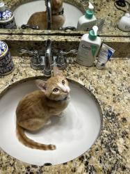 Found/Stray Male Cat last seen 95th Street/Rockport Lane, Naperville, IL 60564
