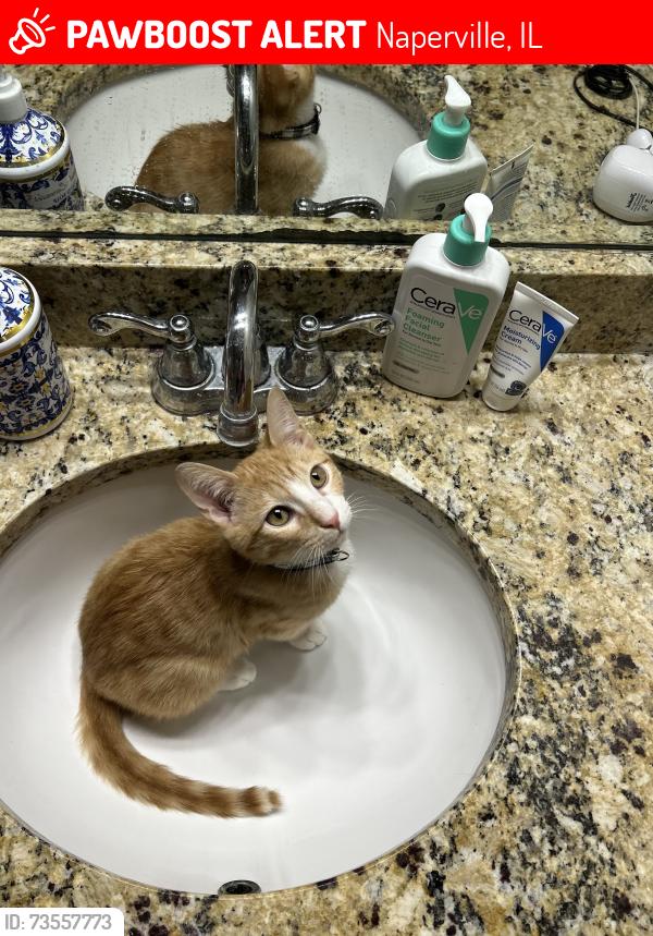 Found/Stray Male Cat last seen 95th Street/Rockport Lane, Naperville, IL 60564