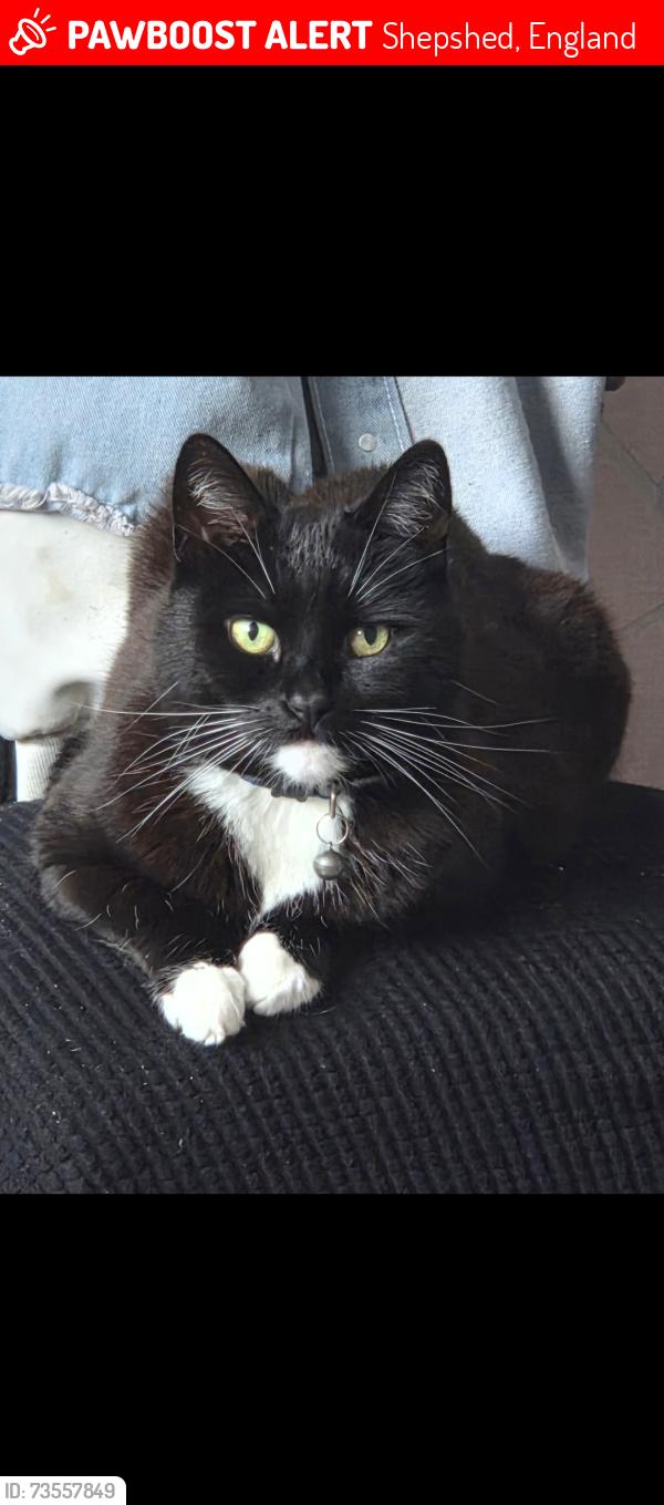Lost Female Cat last seen Prefab est, Shepshed, England 