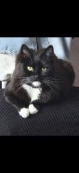 Lost Female Cat last seen Prefab est, Shepshed, England 