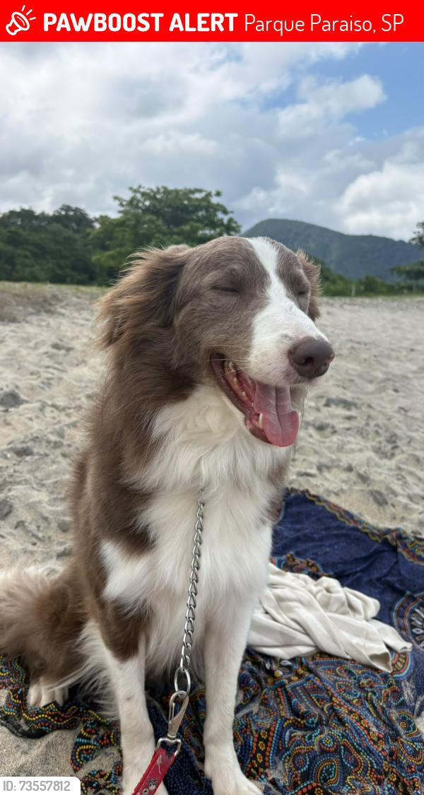 Lost Male Dog last seen Rua Fazenda Paraíso, Itapecerica da Serra, Parque Paraiso, SP 