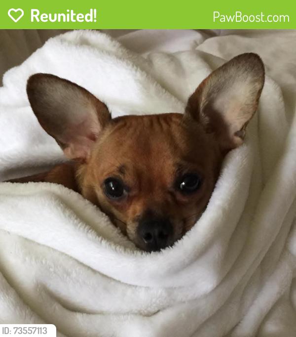 Reunited Male Dog last seen Wilcrest and Memorial, Houston, TX 77079