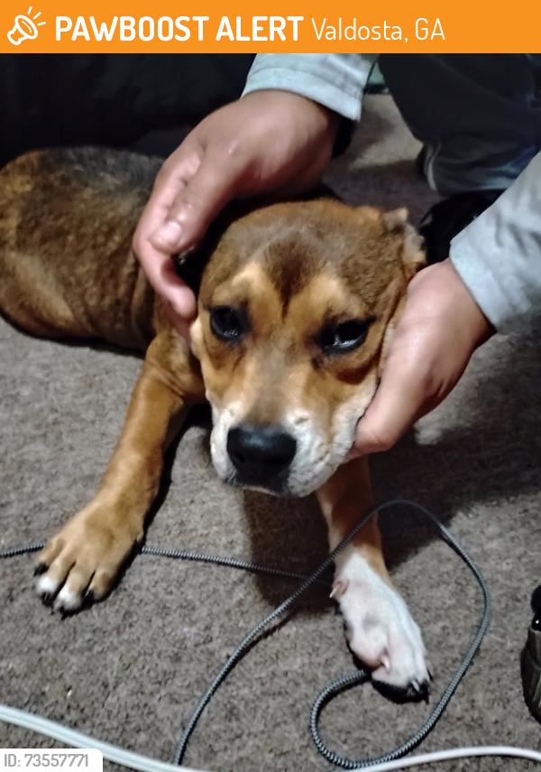 Found/Stray Male Dog last seen Piggly wiggly on bemiss, Valdosta, GA 31602