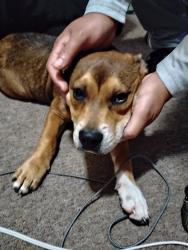 Found/Stray Male Dog last seen Piggly wiggly on bemiss, Valdosta, GA 31602
