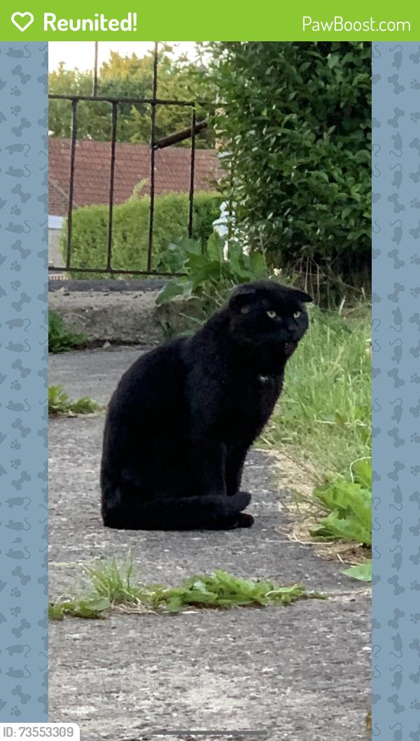 Reunited Male Cat last seen Moncrieff Terrace, Eastington, SR8 3HL, County Durham, England SR8 3HL