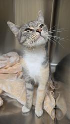 Found/Stray Female Cat last seen Wilmington Hwy and Broadhurst Rd., Jacksonville, NC 28540