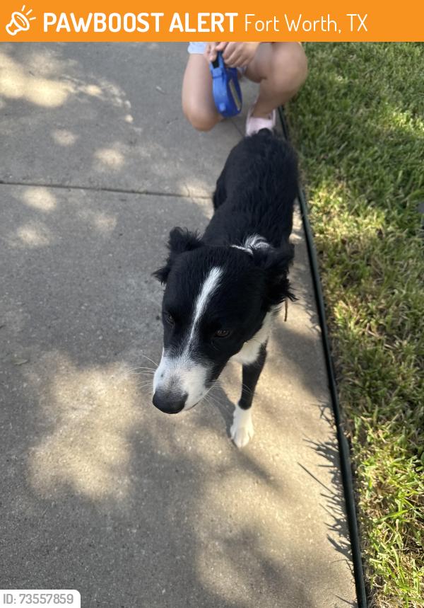 Found/Stray Female Dog last seen Enchanted Bay subdivision, Fort Worth, TX 76119