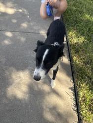 Found/Stray Female Dog last seen Enchanted Bay subdivision, Fort Worth, TX 76119