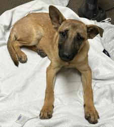 Found/Stray Female Dog last seen Arizona Ave. & Riggs, Chandler, AZ 85248
