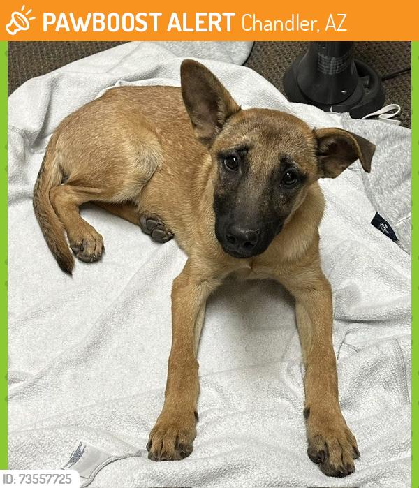 Found/Stray Female Dog last seen Arizona Ave. & Riggs, Chandler, AZ 85248