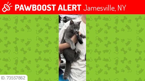 Lost Female Cat last seen Barker hill rd, Jamesville, NY 13078