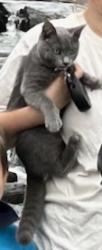 Lost Female Cat last seen Barker hill rd, Jamesville, NY 13078